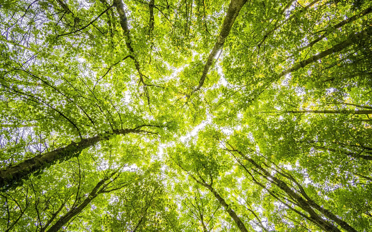 How can you benefit from green mortgages?